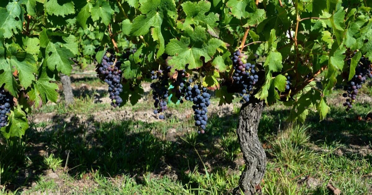 Trazabilidad en la Industria del Vino Chileno: Del Viñedo a la Botella